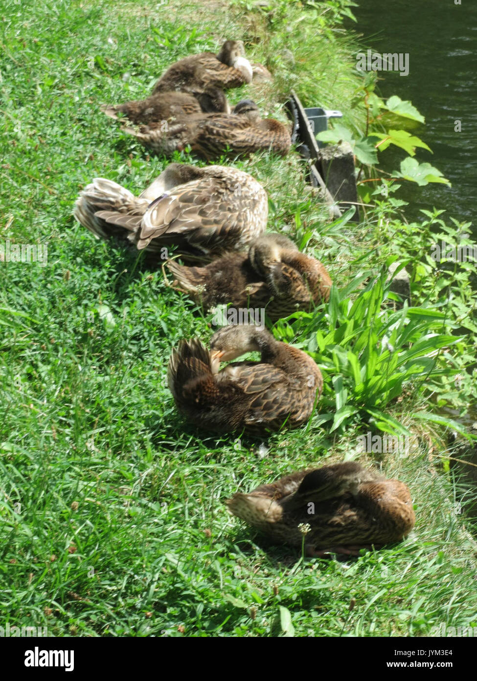 20170723Anas platyrhynchos2 Foto Stock