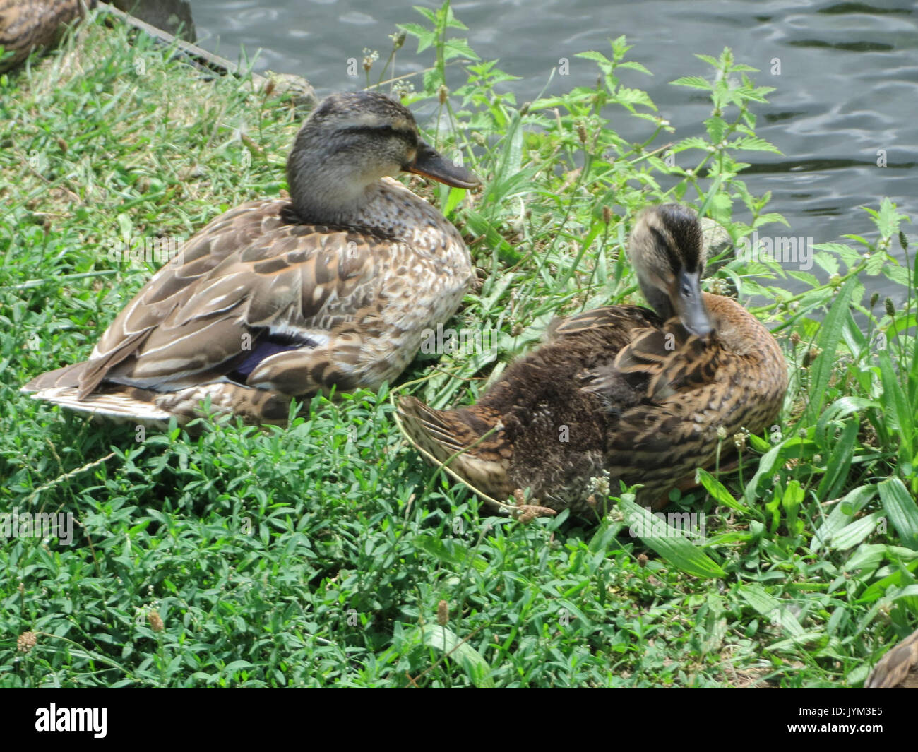 20170723Anas platyrhynchos1 Foto Stock