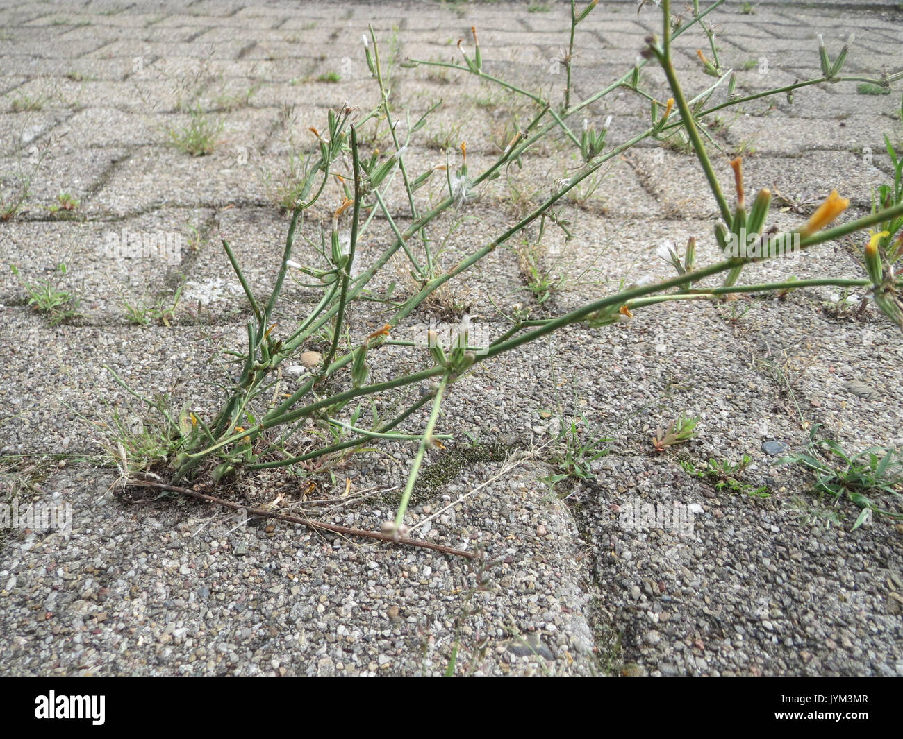 20170730Chondrilla juncea5 Foto Stock