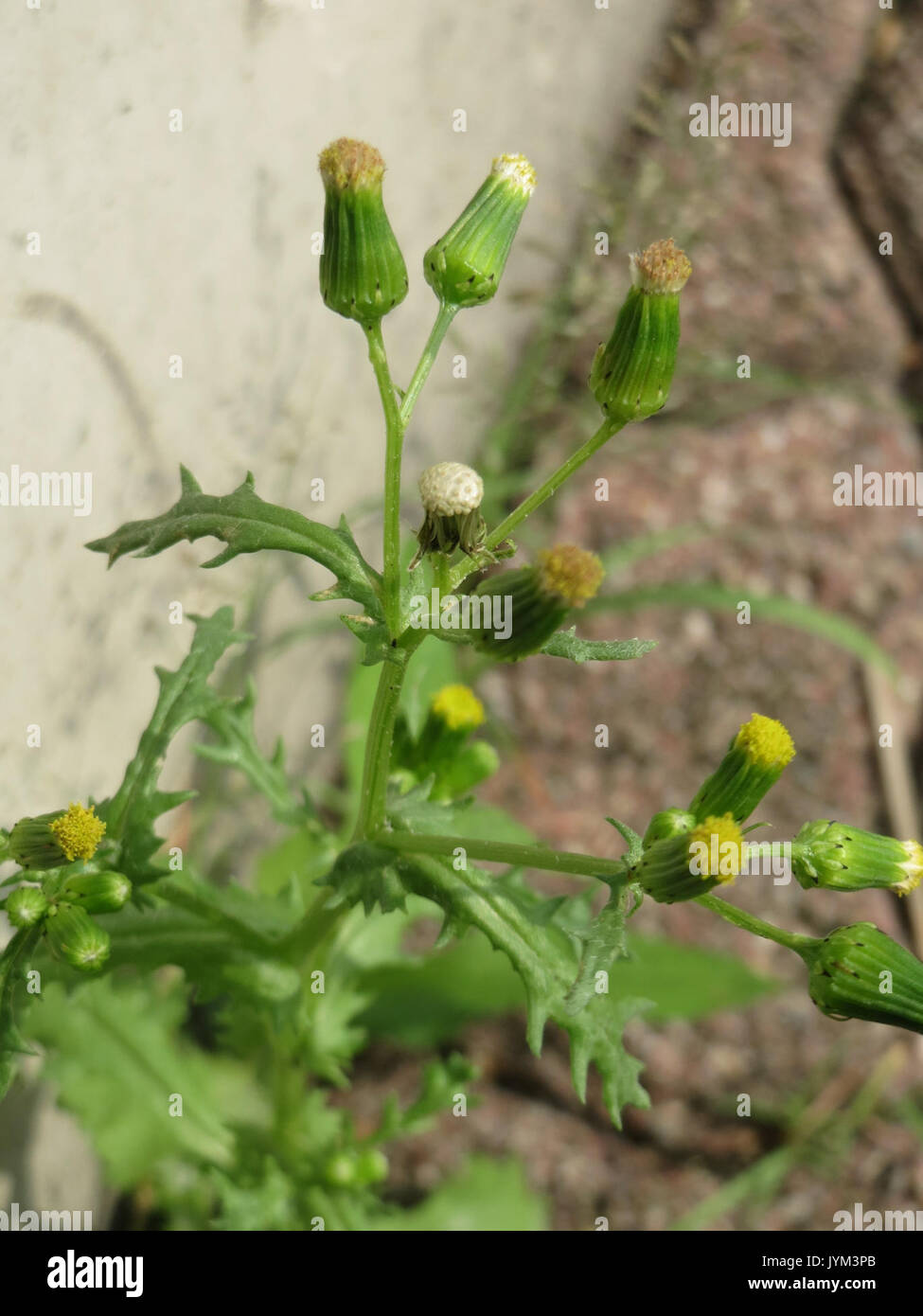 20170801Senecio vulgaris2 Foto Stock