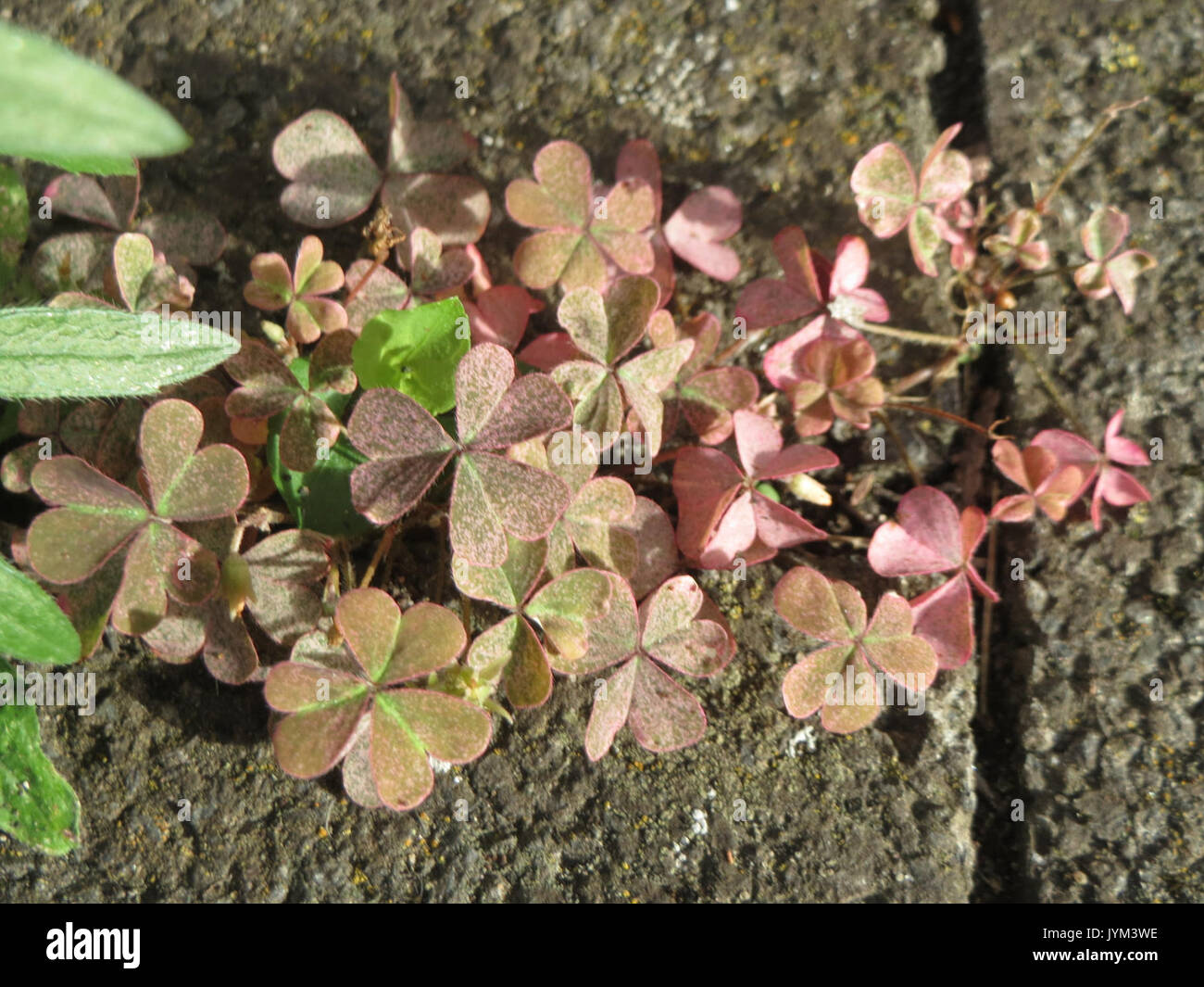 20170802Oxalis corniculata3 Foto Stock