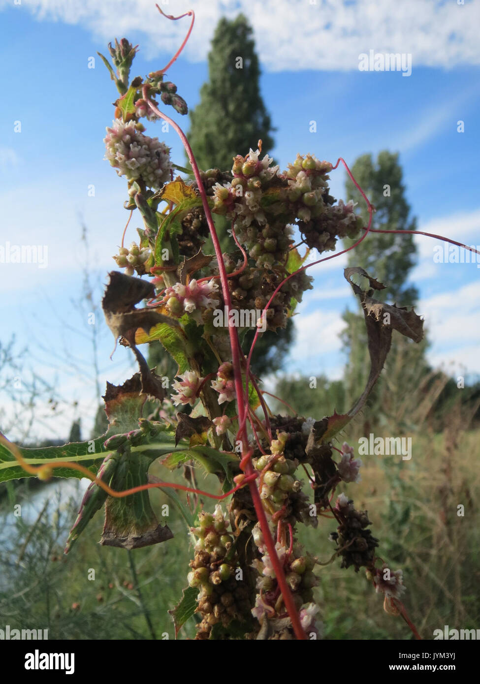 20170803Cuscuta europaea13 Foto Stock
