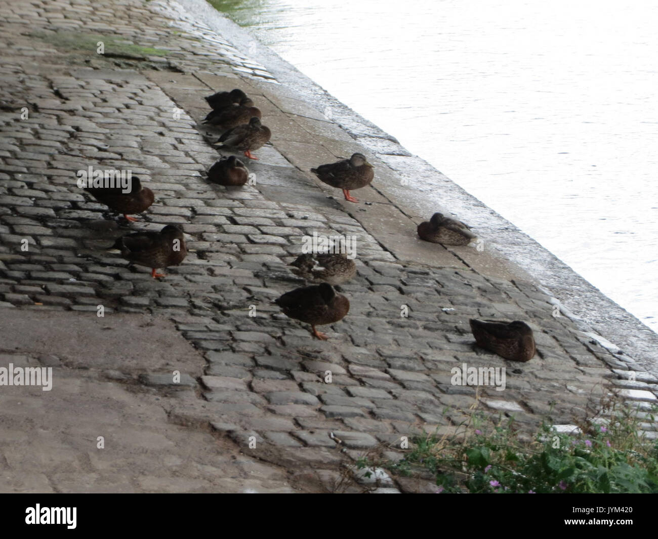 20170805Anas platyrhynchos1 Foto Stock