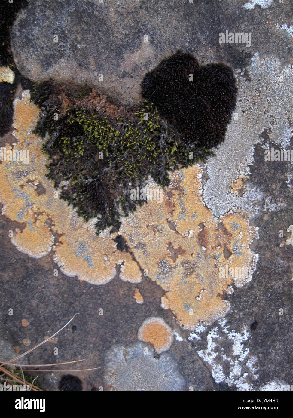 31 sapori di licheni e muschi (3025726031) Foto Stock