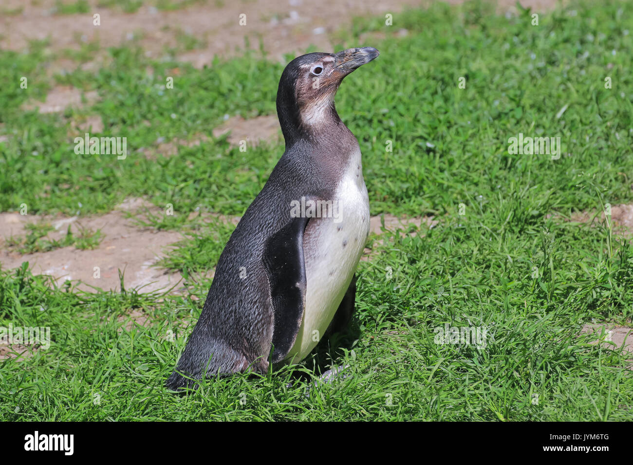 Nero-footed penguin, Spheniscus demersus, giovani di Uccelli nel giardino zoologico di Danzica, Polonia Foto Stock