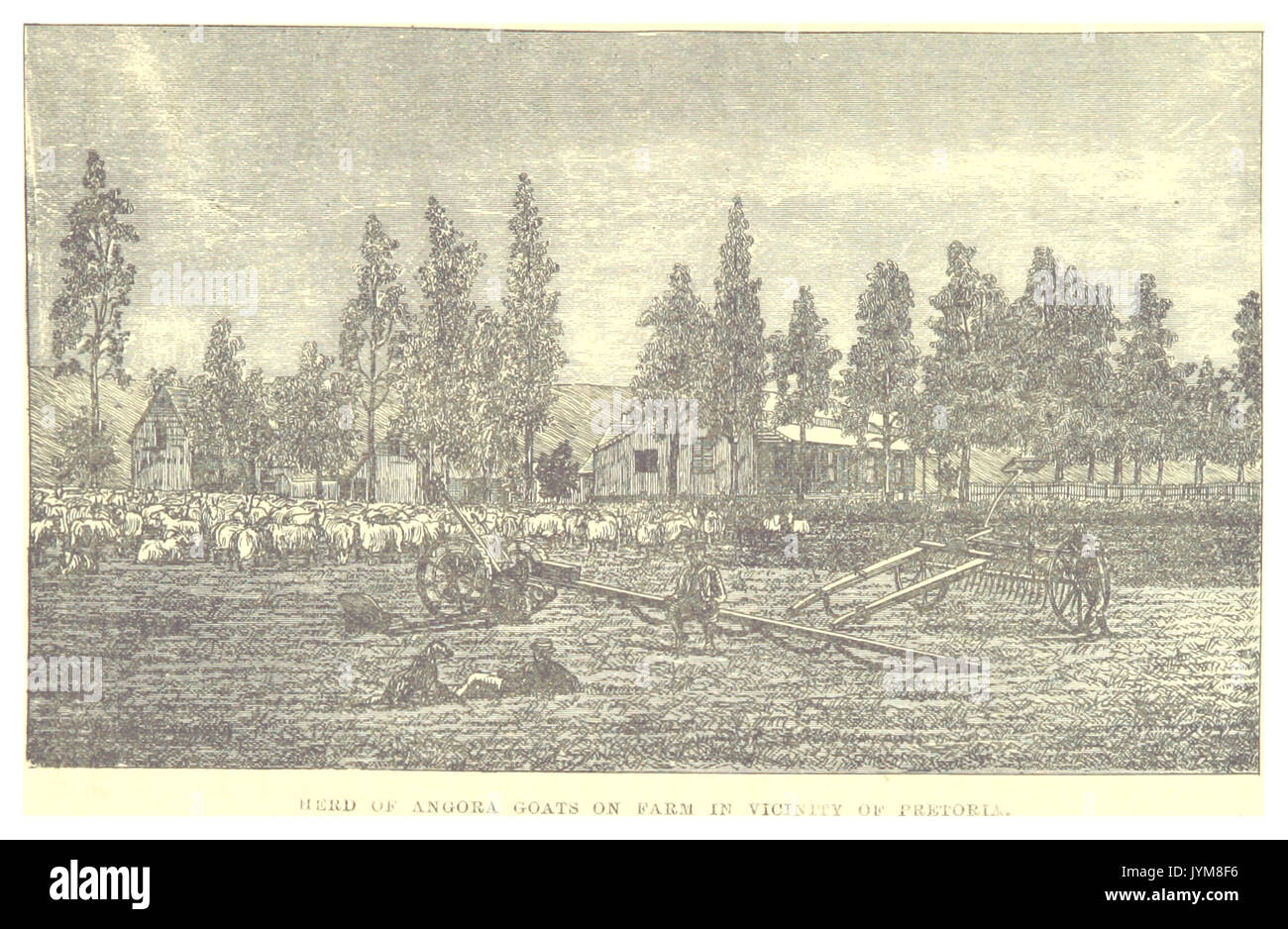 TRANSVAAL1878 PRETORIA, allevamento di capre angora su una fattoria Foto Stock