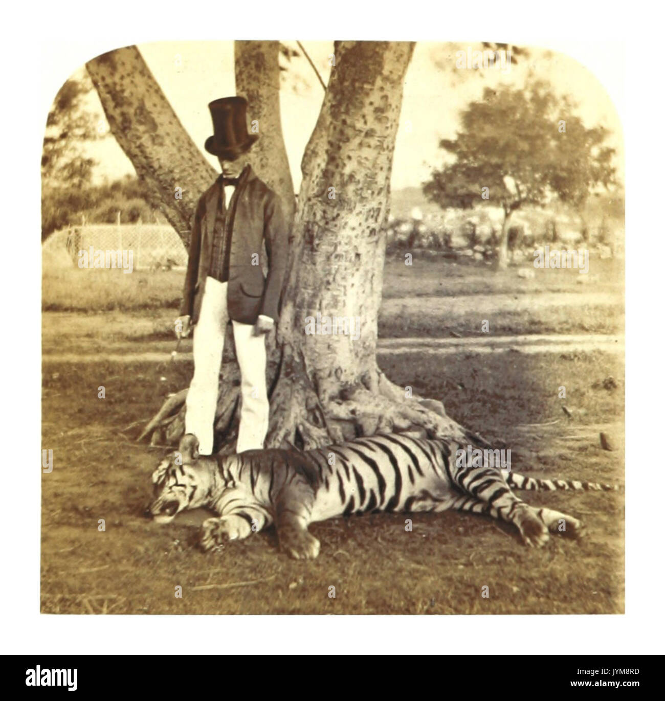 La saldatura 1862 in India PG182 (041 morti Tiger) Foto Stock