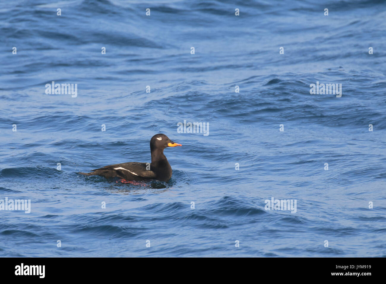 Maschio Orchetto di velluto, Melanitta fusca svernamento sul mare aperto, Baltico Foto Stock