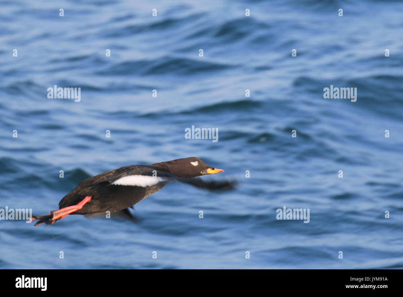 Maschio Orchetto di velluto, Melanitta fusca svernamento sul mare aperto, Baltico Foto Stock
