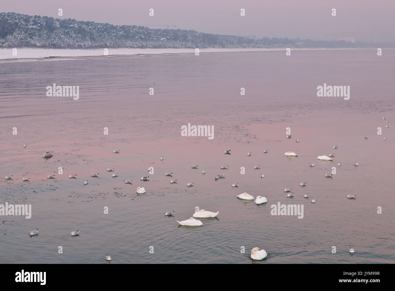 Stormo di uccelli acquatici sul mare calmo mattino invernale Foto Stock