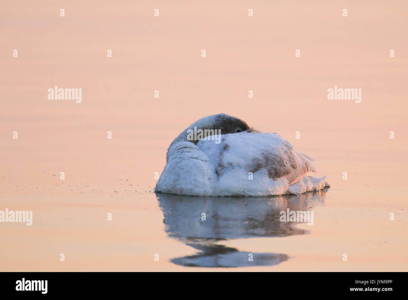 Cigno, Cygnus olor nel gelido inverno la luce del mattino Foto Stock