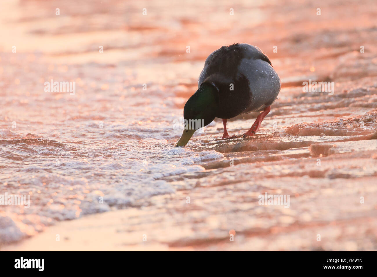 Mallard duck su di una spiaggia di sabbia in inverno in bella luce del mattino Foto Stock