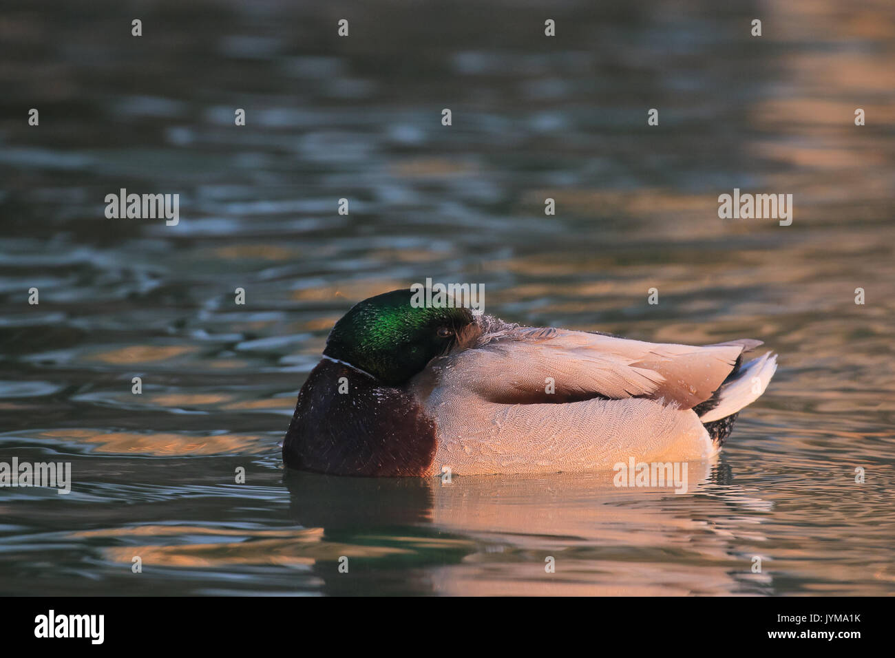 Mallard duck su di una spiaggia di sabbia in inverno in bella luce del mattino Foto Stock