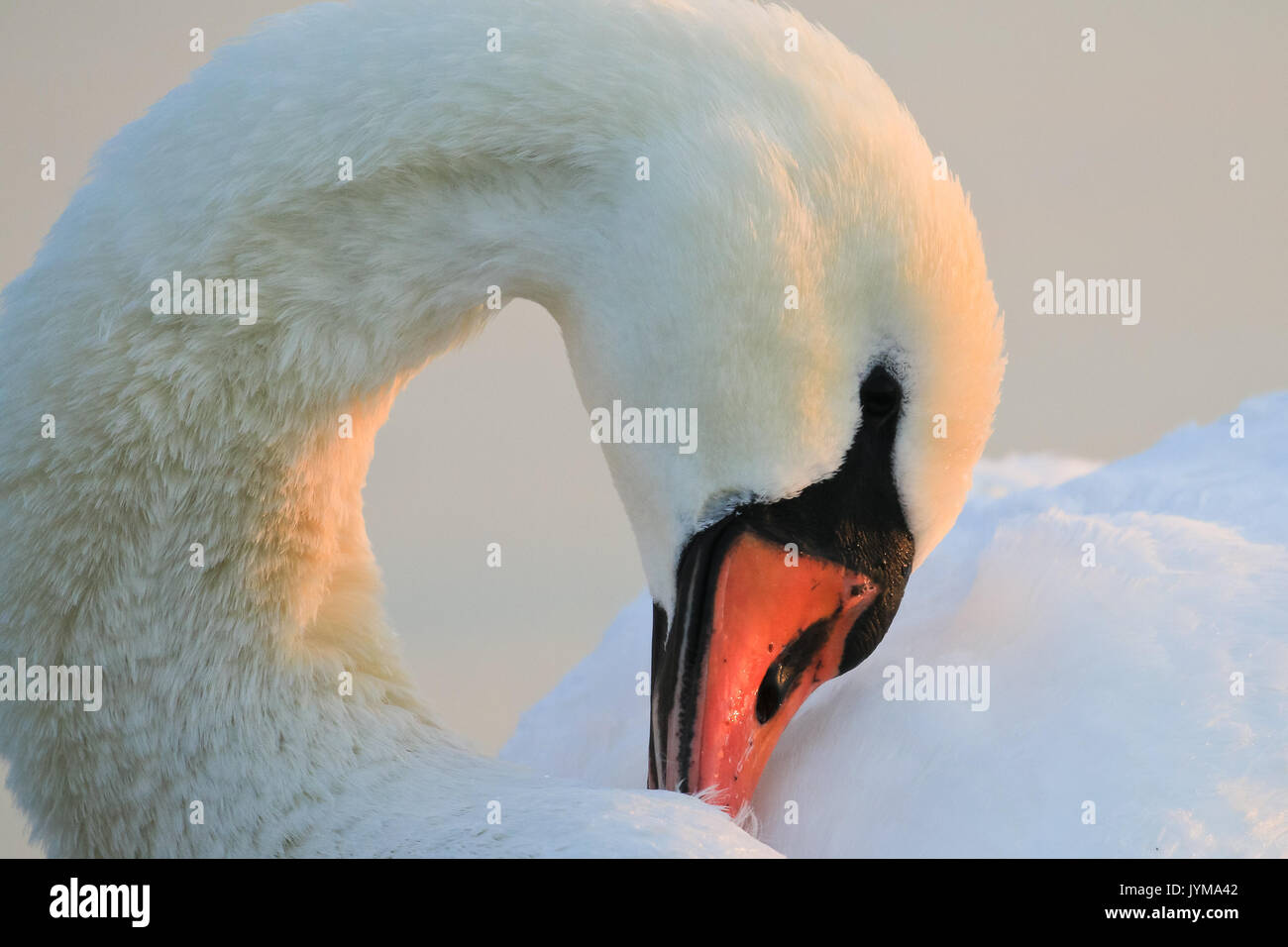Cigno, Cygnus olor nel gelido inverno la luce del mattino Foto Stock