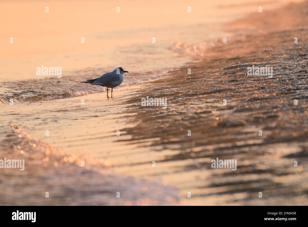 Adulto a testa nera gabbiano, Larus ridibundus sulla riva del mare in inverno Foto Stock