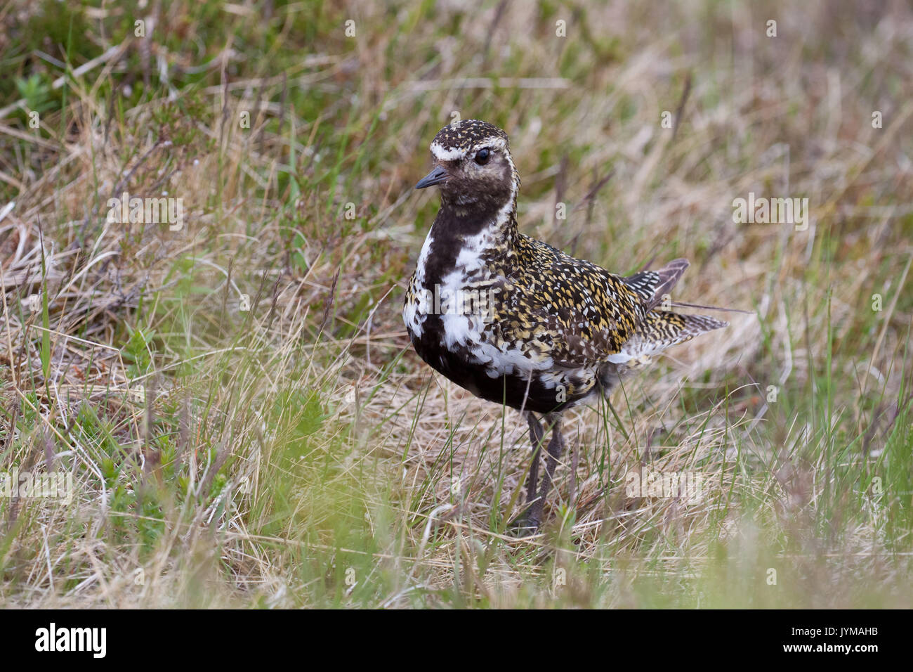 Adulto Golden Plover Pluvialis apricaria sul terreno fertile Foto Stock