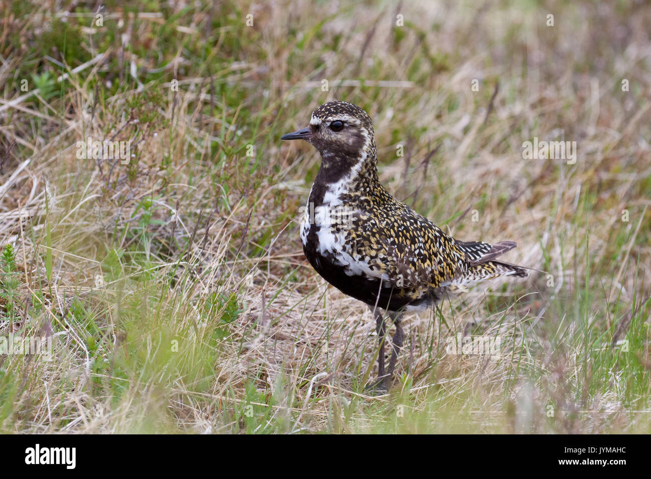 Adulto Golden Plover Pluvialis apricaria sul terreno fertile Foto Stock