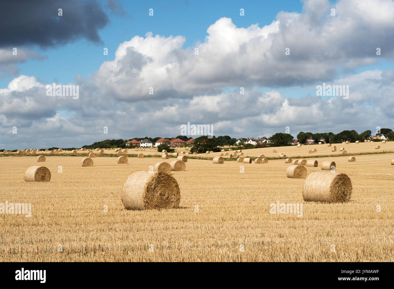 Campo con balle di fieno dopo il raccolto, Whitburn, South Tyneside, England, Regno Unito Foto Stock