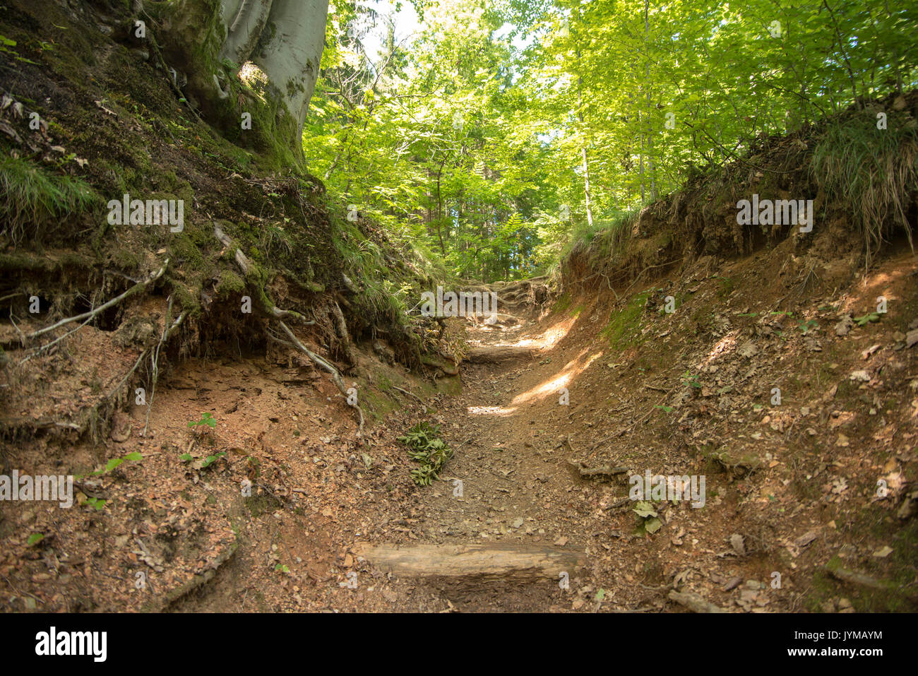 Percorso a piedi nella foresta Foto Stock