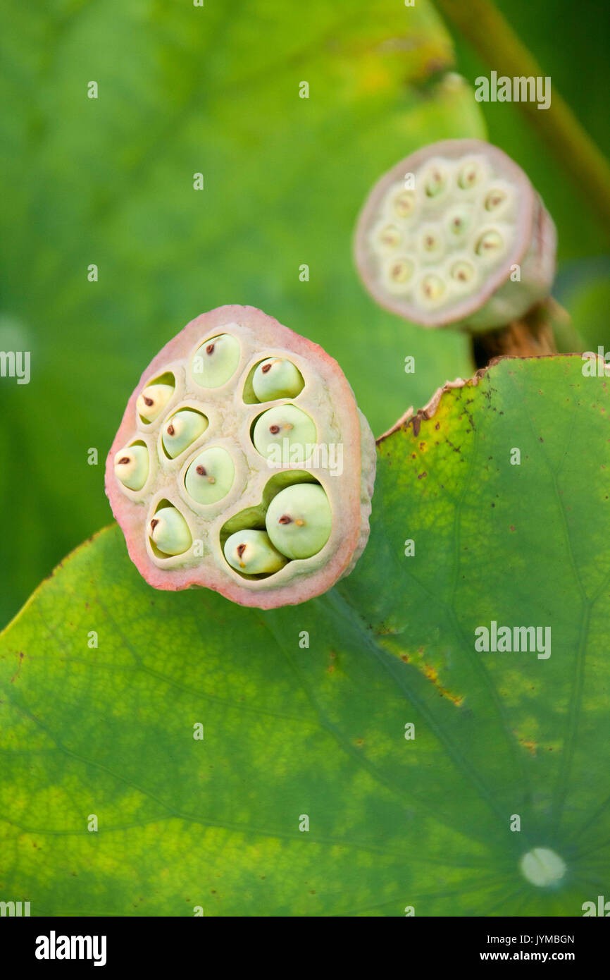 Capsule di seme del fiore di loto Foto Stock