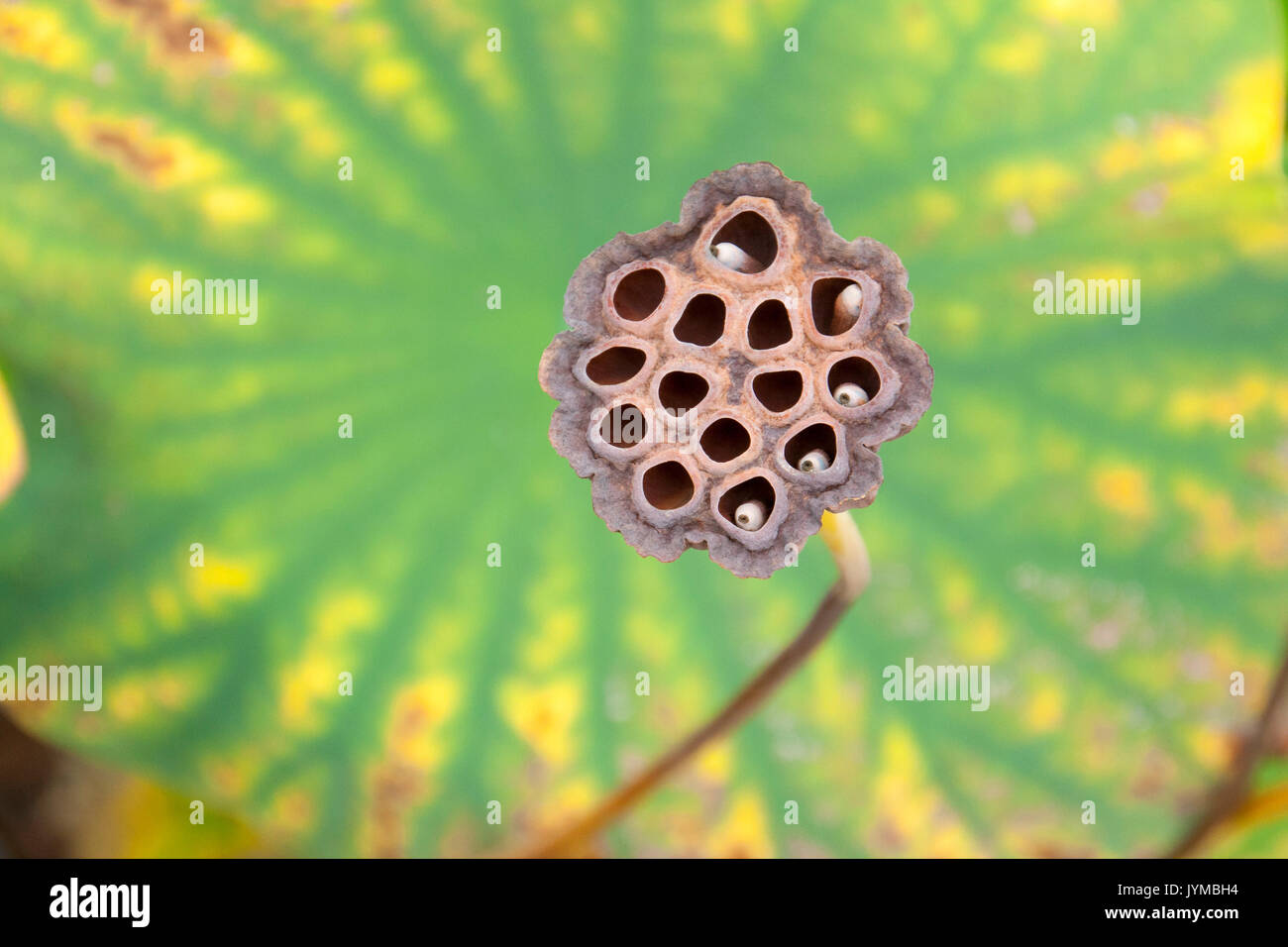 Capsule di seme del fiore di loto Foto Stock