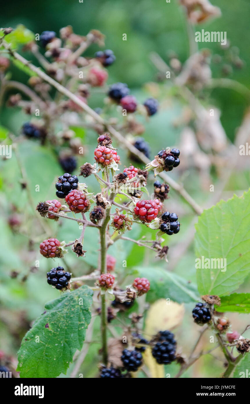 More mature crescente selvatici su rovi e sono pronti per essere prelevati. Foto Stock