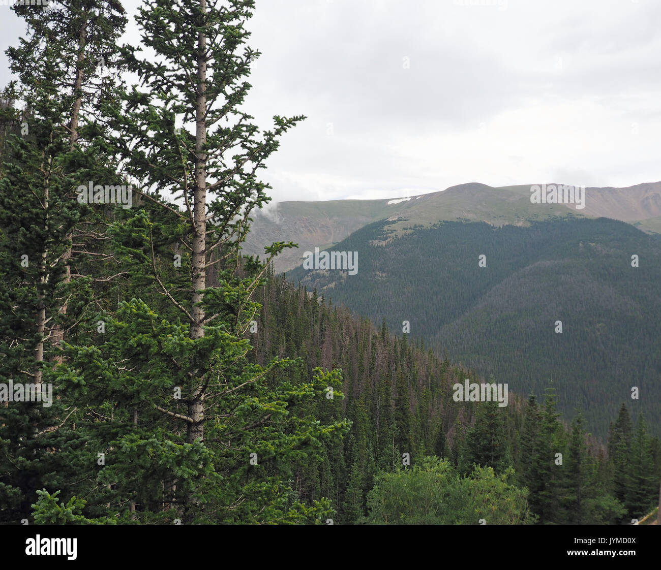 Evergeen alberi che crescono in montagna in Colorado Foto Stock