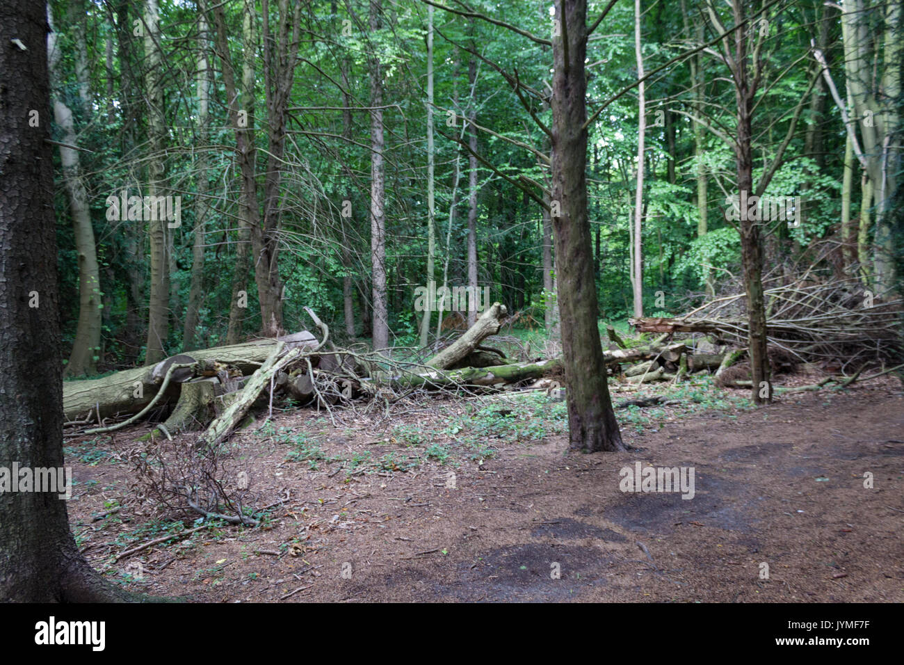 Vecchia foresta nel cuore della citta'. Foto Stock