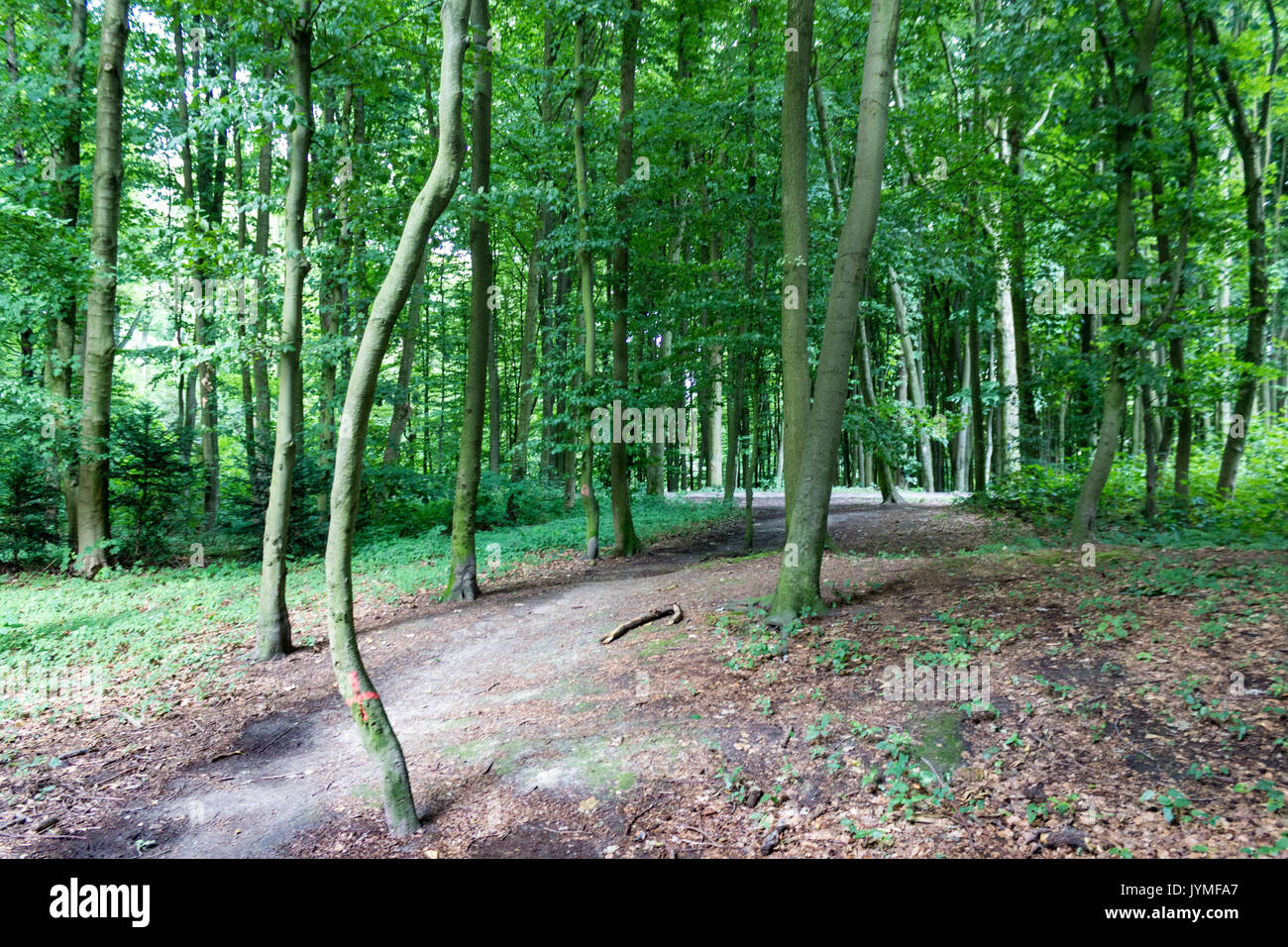 Vecchia foresta nel cuore della citta'. Foto Stock