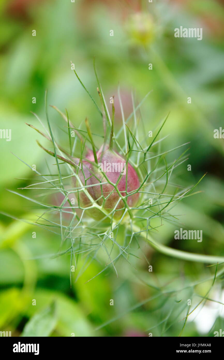 Schwarzkümmel, Jungfer im Grünen, Nigella damascena Foto Stock