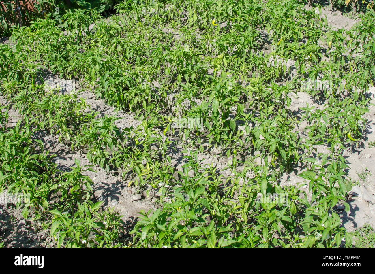 La maturazione dei peperoni - Giardino di paprica Foto Stock