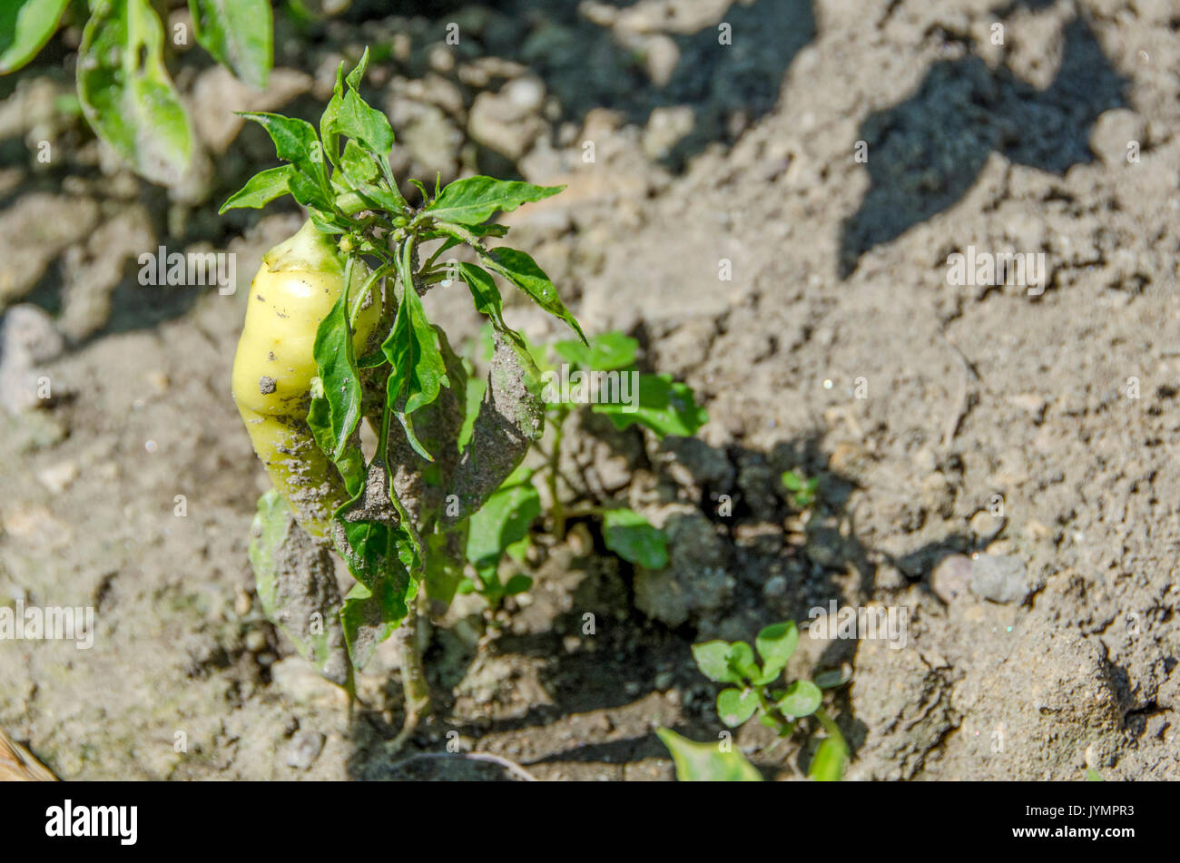Il pepe verde - organici paprica Foto Stock