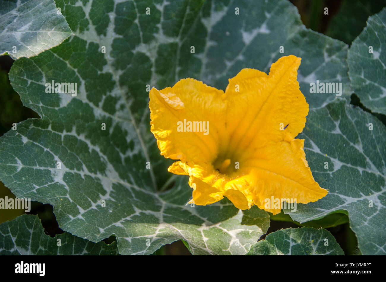 Fiori di zucca - la crescita di zucche Foto Stock