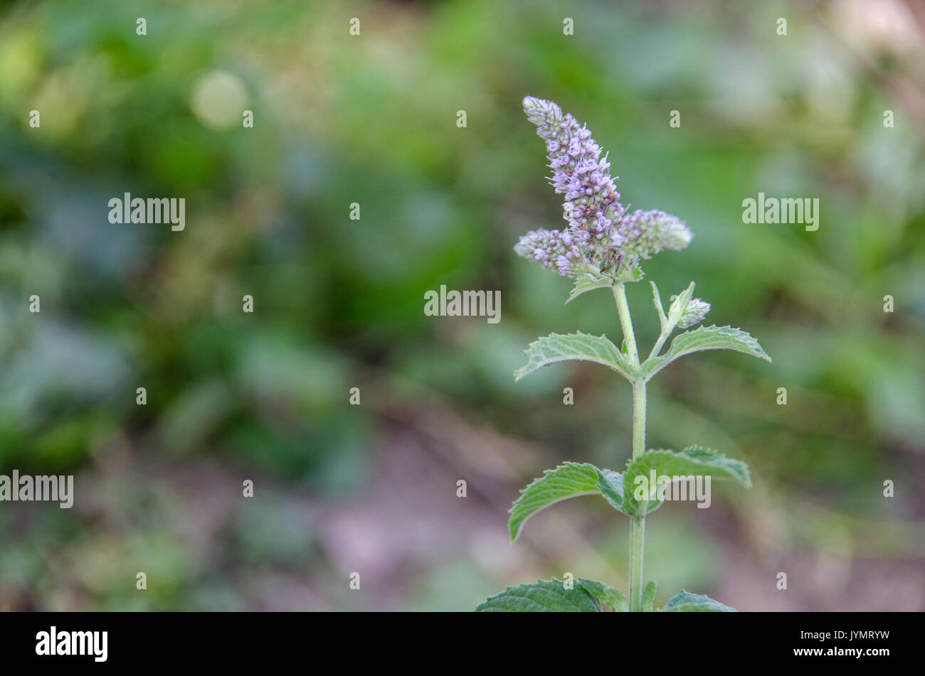 Impianto di menta verde - Mentha spicata Foto Stock