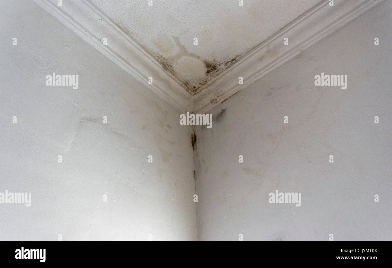 Pioggia di acqua di infiltrazione e di perdita all'interno di un edificio di casa tetto parete bianca Foto Stock