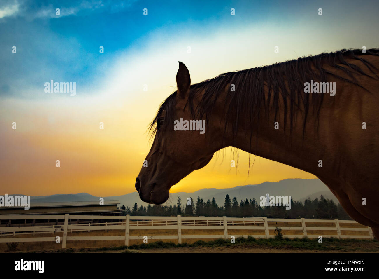 Horse rilassante come il sole tramonta Foto Stock