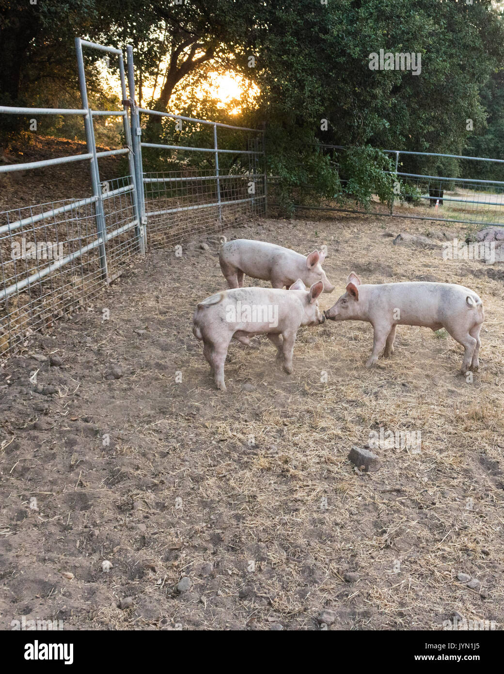 Tre giovani rosa organico sporco maiale domestico fratelli con cute code di ricci, affacciati dei nasi toccando, sun impostazione tramite alberi di quercia, verticale Foto Stock