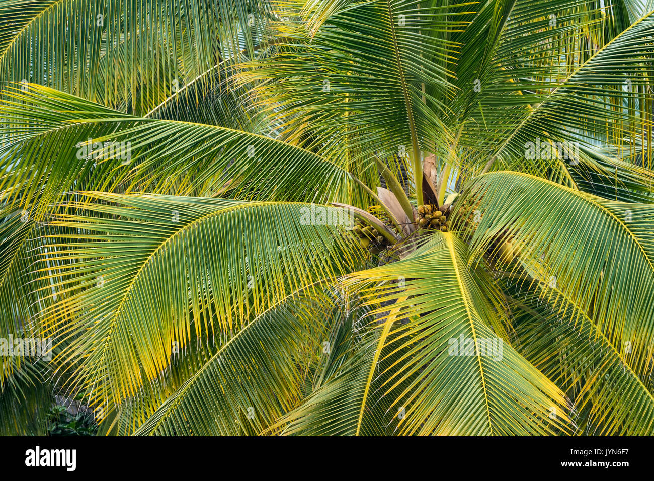 Palme di cocco a Pu'uhonua O Honaunau National Historical Park, Sud Kona, Hawaii. Foto Stock