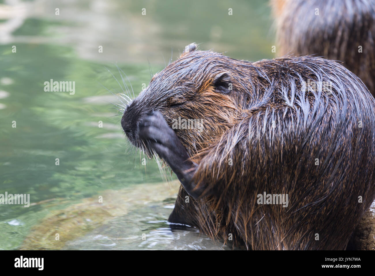 (Coypu myocastor coypus), chiamato anche nutria o beaver rat, graffiatura a waterside Foto Stock