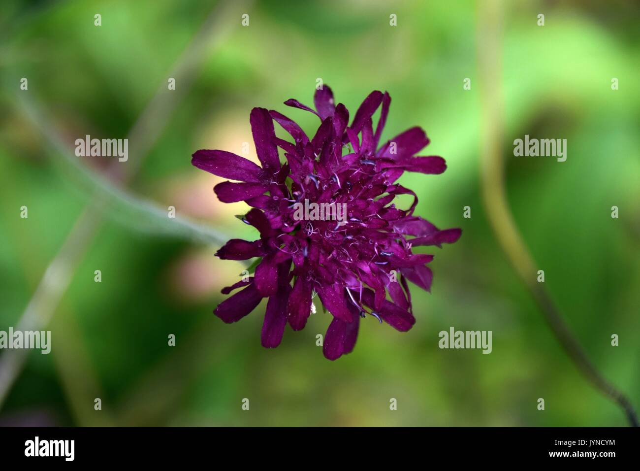 Knautia, Scabious, Scabiosa, vedova fiore, Knautia macedonia Foto Stock