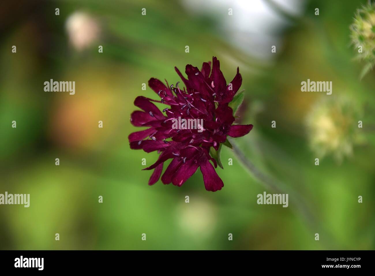 Knautia, Scabious, Scabiosa, vedova fiore, Knautia macedonia Foto Stock
