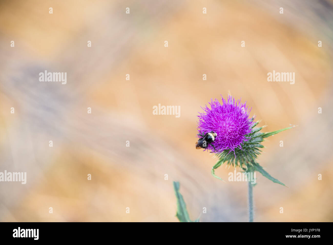 Honey Bee impollinatori viola fiore di cardo Foto Stock