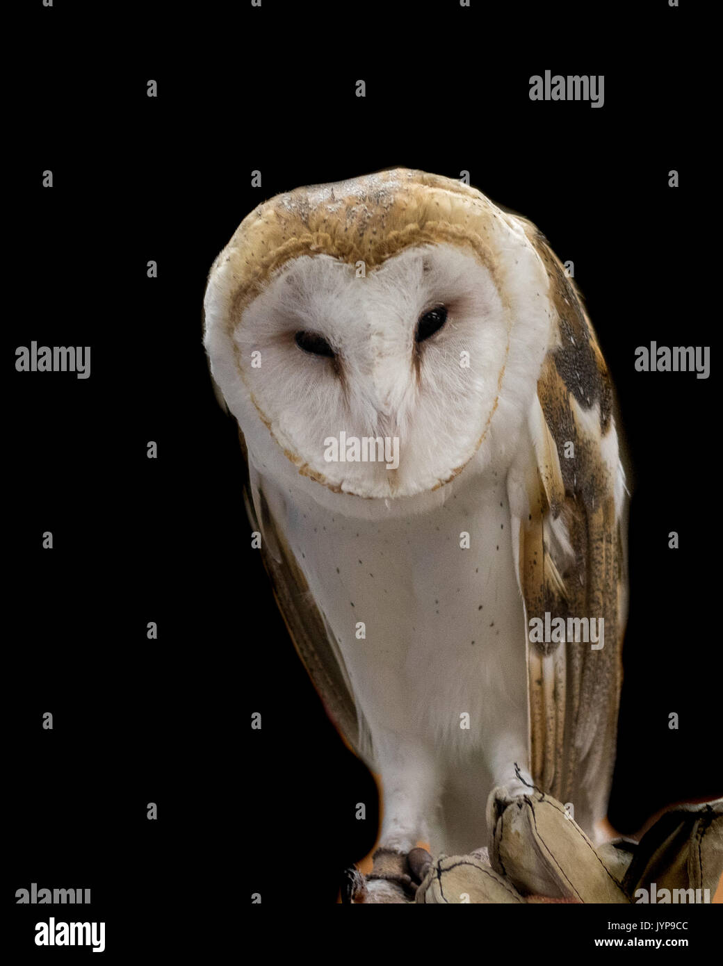 Misterioso, Wise maschio barbagianni nelle ombre, un Cacciatore notturno, predator e uccelli di preda Foto Stock