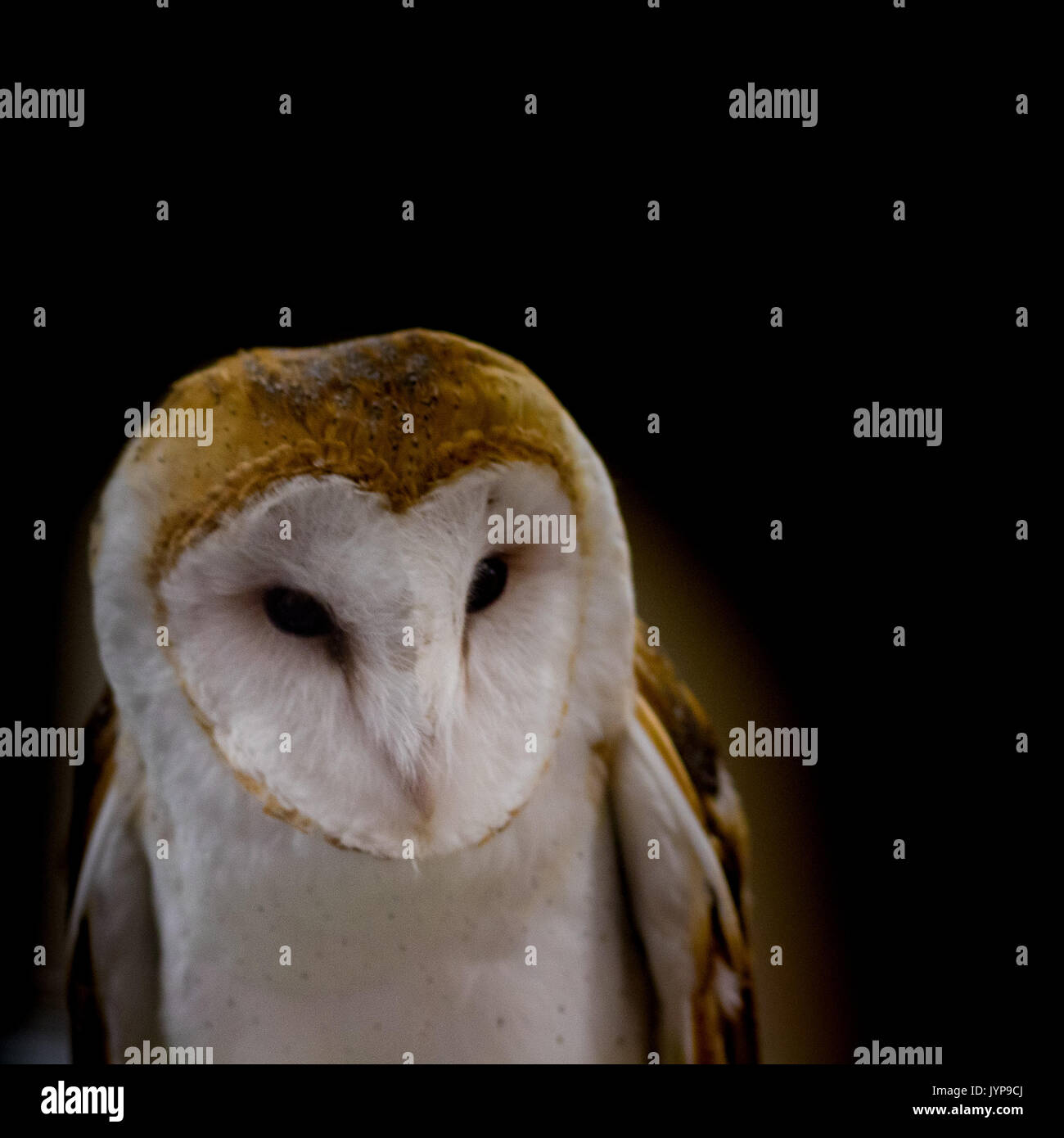 Misterioso, Wise maschio barbagianni nelle ombre, un Cacciatore notturno, predator e uccelli di preda Foto Stock