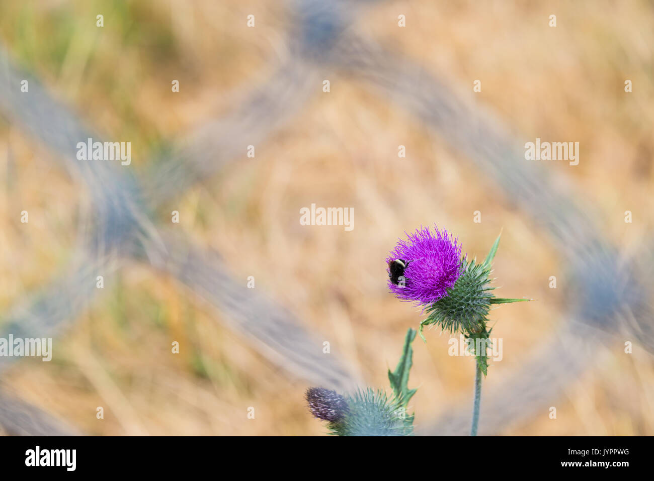 Il miele delle api e polline e Viola fiore di cardo dietro sfocato catena collegamento recinto Foto Stock
