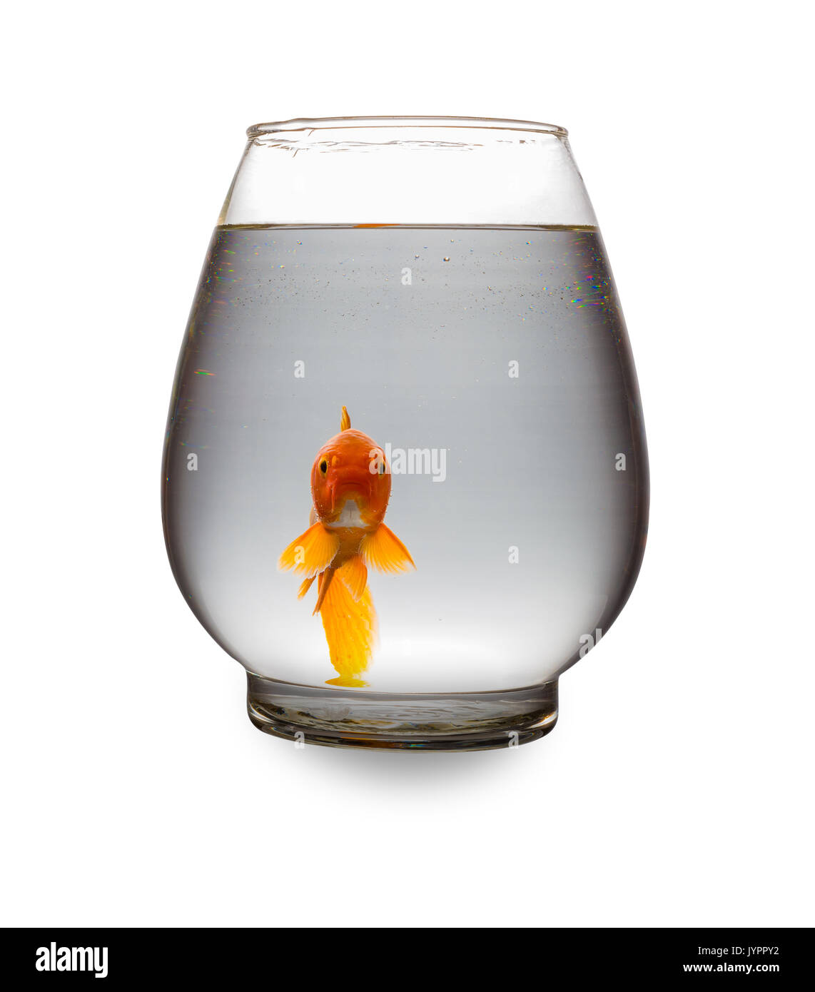 Red carpe Koi guardando la fotocamera in un serbatoio in vetro su bianco con tracciato di ritaglio Foto Stock