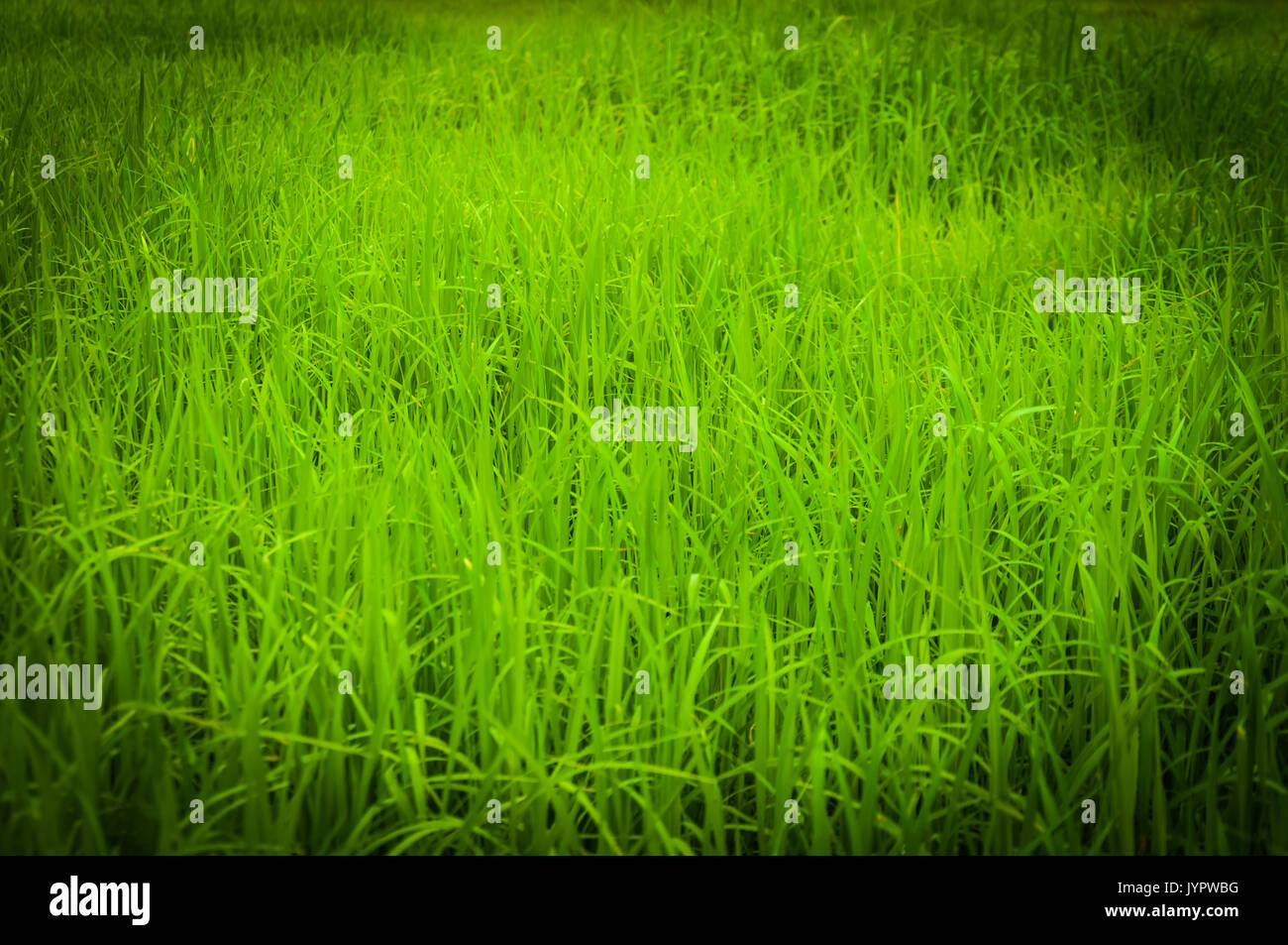 Campo verde della fattoria di riso in Thailandia Foto Stock