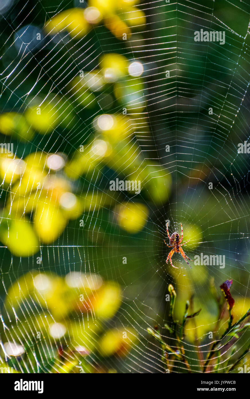 Sfondo incantevole con spider nel web sul bel fogliame bokeh di fondo Foto Stock