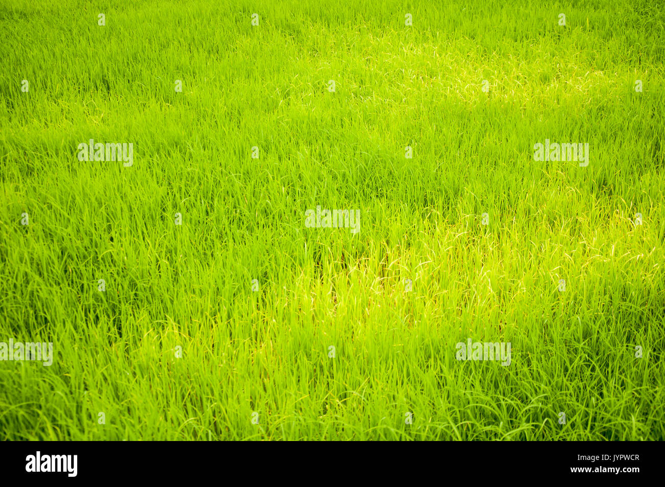 Campo verde della fattoria di riso in Thailandia Foto Stock