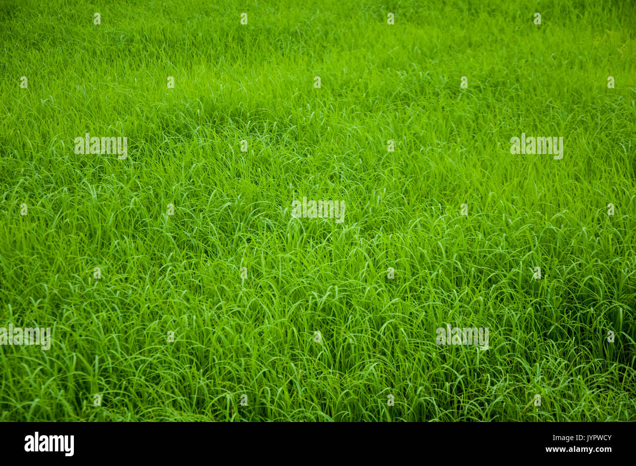 Campo verde della fattoria di riso in Thailandia Foto Stock
